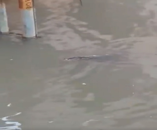 Watch: As record rains lash Vadodara, crocodiles enter residential area ...