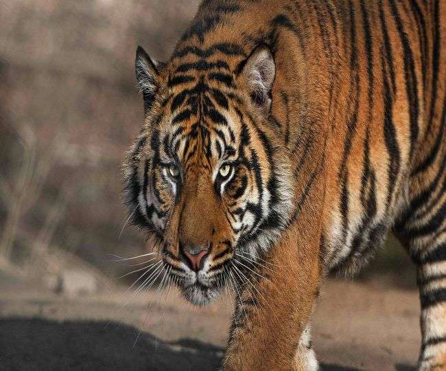 3 arrested for smuggling tiger parts in Nagpur