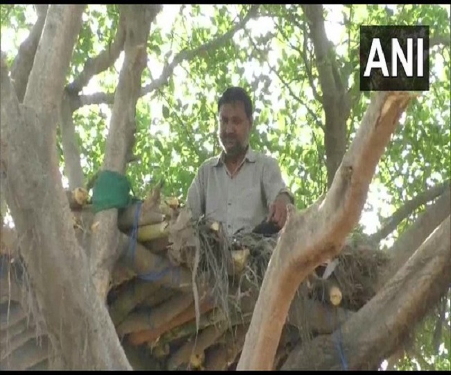UP man takes social distancing to next step, builds ‘treehouse’ to maintain isolation amid surging coronavirus cases
