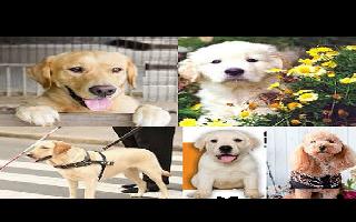 International Dog Day 2020: These 'Pawesome' moments will shoo-away your..