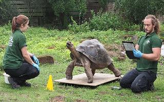 Zoo in London starts to weigh-in animals to determine the impact of..