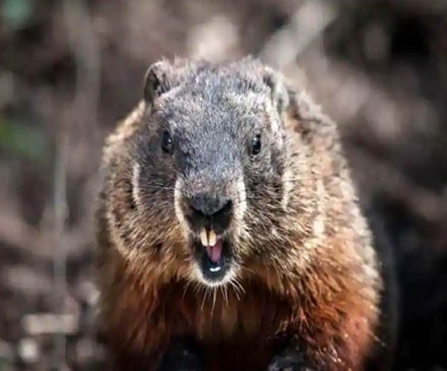 Bubonic Plague alert sounded in Chinese city, people warned against eating marmot meat
