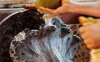 Happy Nag Panchami 2020: Wishes, messages, quotes, SMS, WhatsApp and..