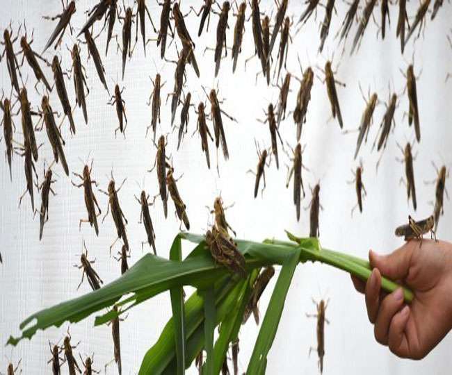 Erratic weather fueled by climate change will worsen locust outbreaks,  study finds – Boston Herald