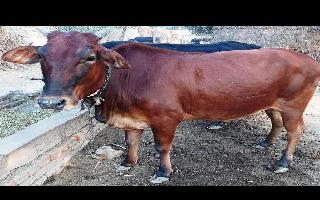  Days after elephant incident, now pregnant cow fed with explosive-laden..
