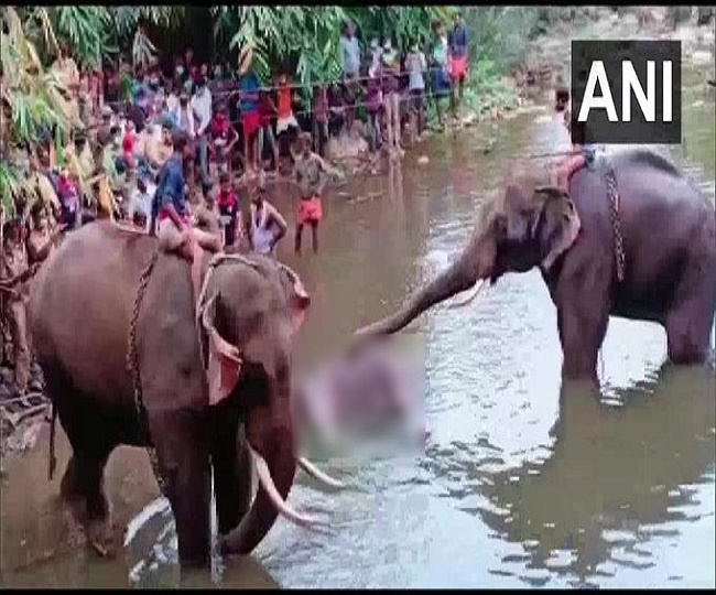 Kerala Elephant Killing: One arrested for allegedly feeding cracker-filled pineapple to pregnant elephant in Palakkad