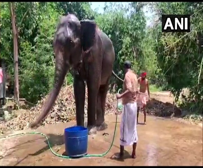 &lsquo;Like my children&rsquo;: Man in Bihar transfers his property to elephants, internet hails him as &lsquo;hero&rsquo;