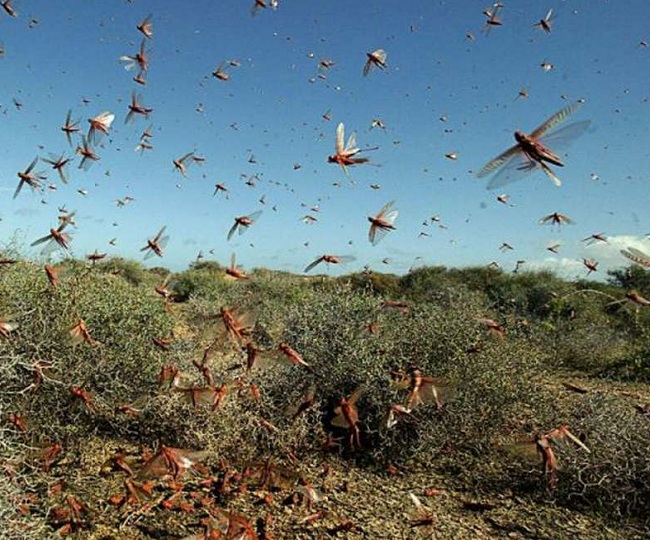 Farmers in southern WA warned to watch for locust hatchings - ABC News