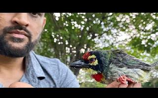 MS Dhoni rescues unconscious bird, Ziva's adorable story wins praise on..