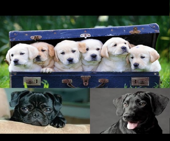 All-pet private jet hired for Rs 9.06 lakh to fly stranded pets from Delhi to Mumbai amid lockdown