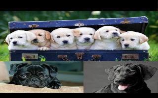 All-pet private jet hired for Rs 9.06 lakh to fly stranded pets from Delhi..