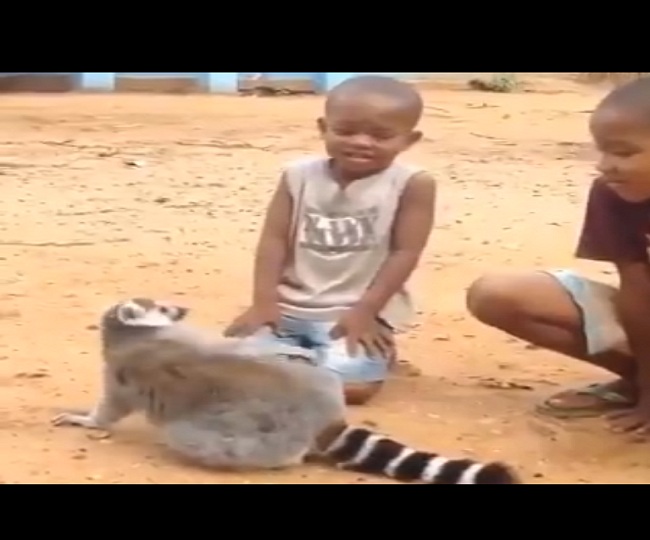 &lsquo;Accidental preferences become&hellip;&rsquo;: Racoon insisting to scratch his back left netizens in splits | Watch  