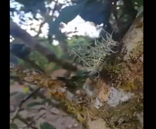 &lsquo;Insect made of plants&rsquo;: Netizens baffled after IFS officer shares video of bizarre creature climbing a tree | Watch