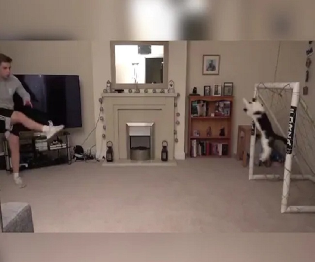 Cat stops every shoot like a pro-goalkeeper, owner says &lsquo;to name him Meownuel Neuer was a mistake&rsquo;  | Watch