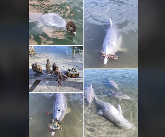 Dolphins, missing human interaction, bribe everyone with exclusive gifts from the sea bed