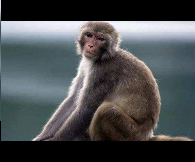 Panic triggered in Meerut after monkeys steal suspected samples of coronavirus patients | Watch
