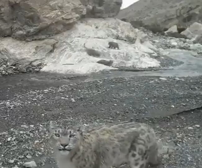 'It thrives everywhere': Video of snow leopard raising cubs in Himalayas is winning the Internet | Watch