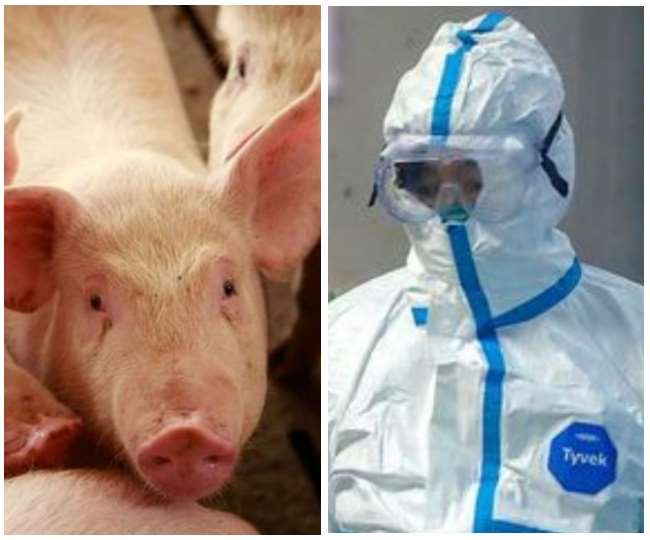 African Swine Fever kills 2,800 pigs in Assam, state claims virus came ...