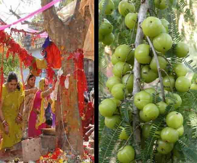 Amla Navami 2020 Date and Time: Know when Akshaya Navami will be celebrated  and its significance