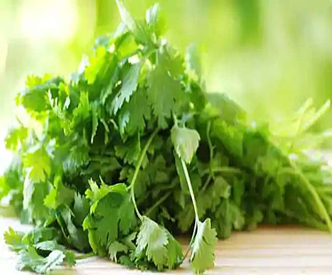coriander