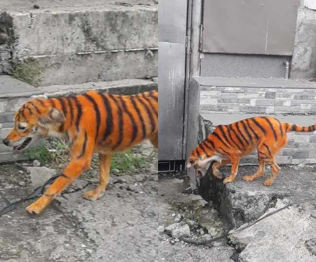 dog that looks like a tiger