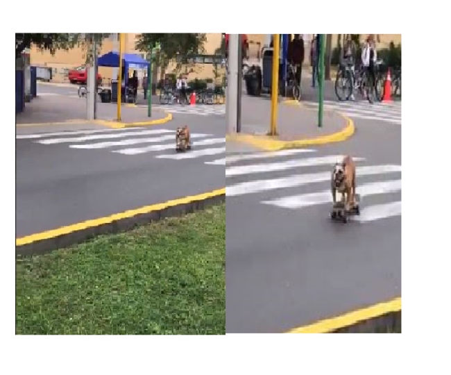 Dog on a skateboard is the 'pawwrfect' video you will come across today ...