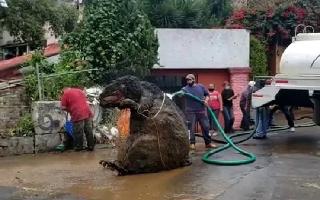 Bizarre: 'Gigantic Rat' larger than human body found in Mexico city's..
