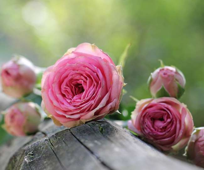 World Rose Day 2020: Messages, quotes, wishes and greetings to share with cancer survivors