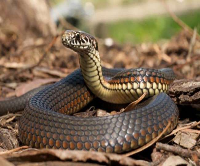 Bizarre! Bihar man chews snake after getting bitten by it; dies of ...