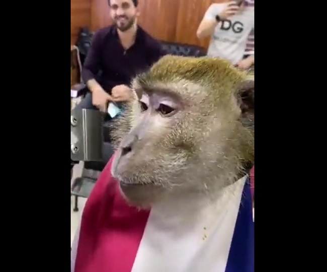 Monkey's grooming session at a beauty parlour will make you go ROFL | Watch hilarious video