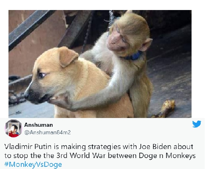 Monkey vs Doge' gang war in Maharashtra triggers meme fest