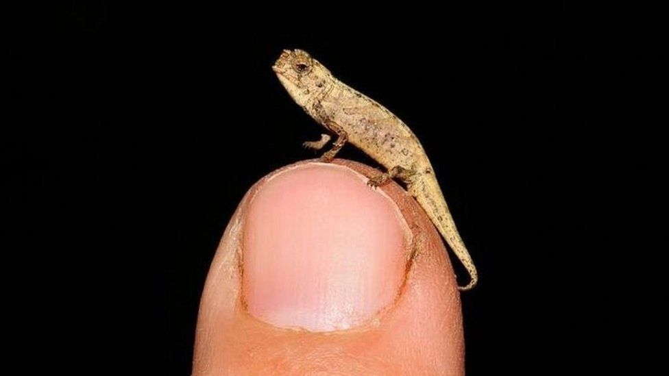 'Nano-chameleon', dubbed as world's smallest reptile ...