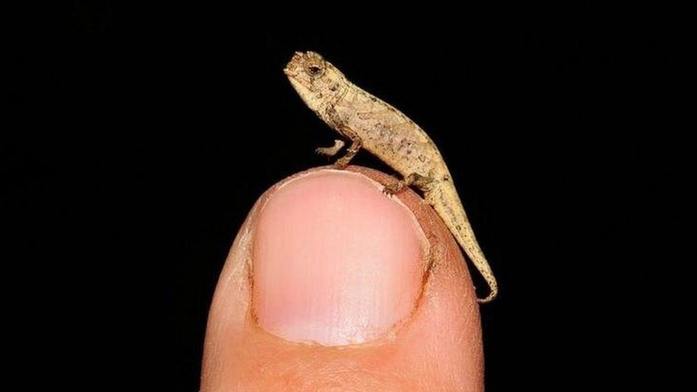 'Nano-chameleon', dubbed as world's smallest reptile, discovered in