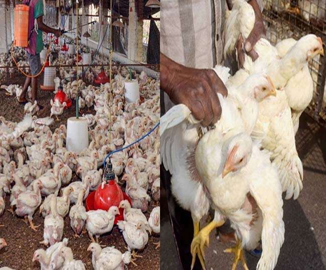 Bird Flu Samples From Delhi S Ghazipur Chicken Mandi Shut For 10 Days Test Negative For Avian Influenza