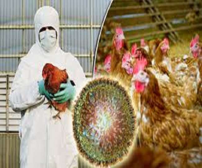 Bird Flu Avian influenza confirmed in four states; JK, Tamil Nadu