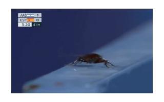 Tokyo Olympics: Cameraman focuses on cockroach amidst Spain vs Argentina..