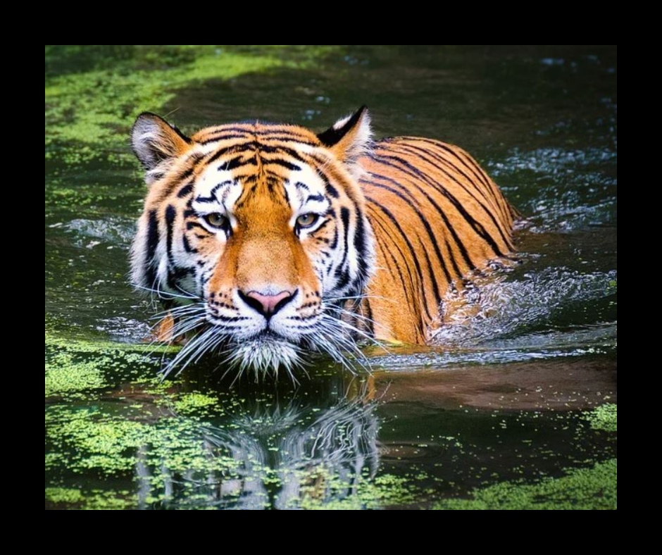International Tiger Day 2021: Know date, significance, facts and more about  the national animal and the special day