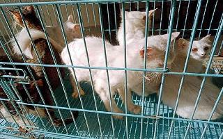 Explained | Are animals transmitting COVID-19 to humans or vice versa? Know how to protect your pets