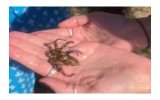 Viral pic: Woman clicks a photo with world's most venomous animal that can..