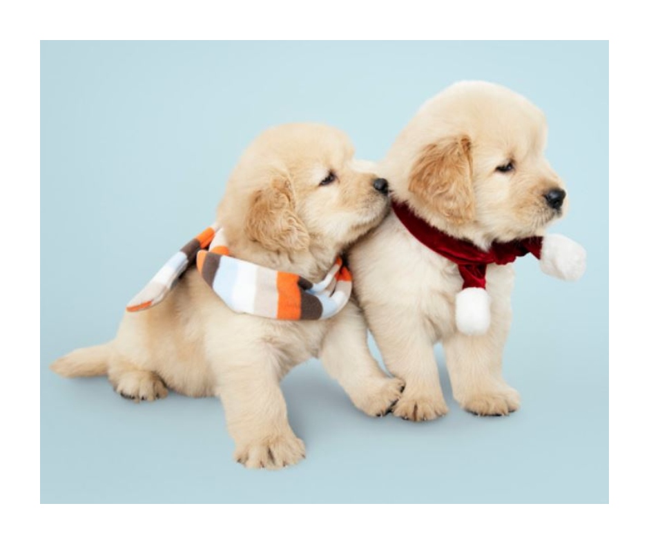 National Puppy Day 2021 5 Paw Dorable Puppy Videos Which Will Instantly Put A Smile On Your Face