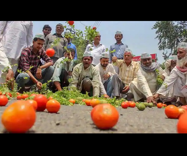 Explained Why are farmers destroying tomato, other vegetable crops