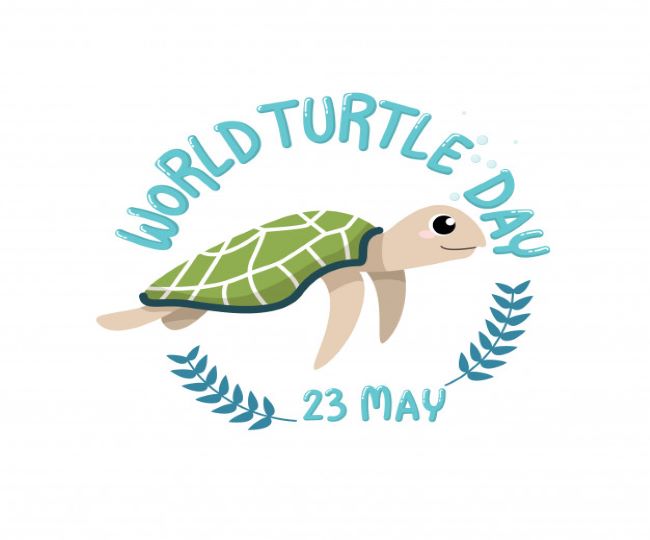 World Turtle Day 21 8 Interesting Facts About Turtles That Will Leave You Stunned Read