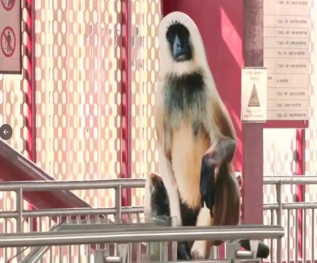 To tackle monkey menace, UP govt installs langur cutouts at 9 metro stations of Lucknow 