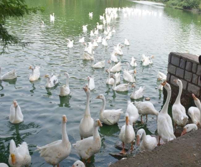 Wait, what! These old recordings can prove that some ducks can 'talk