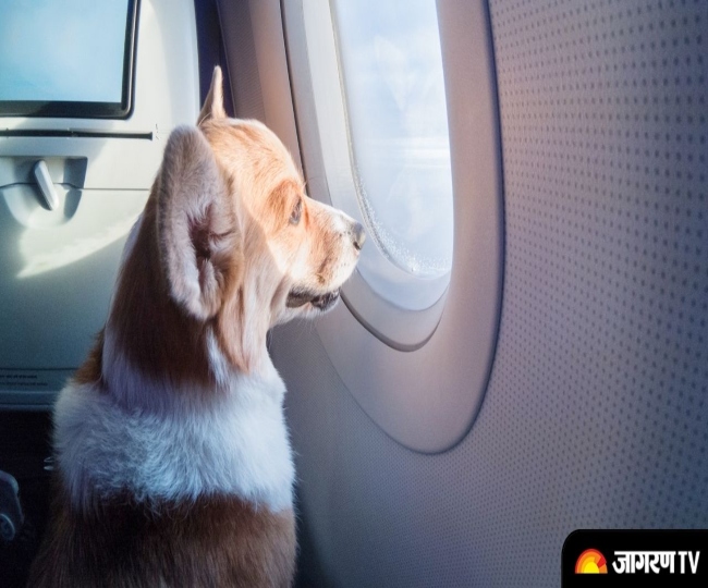 man-books-entire-air-india-business-class-cabin-for-his-pet-dog-to