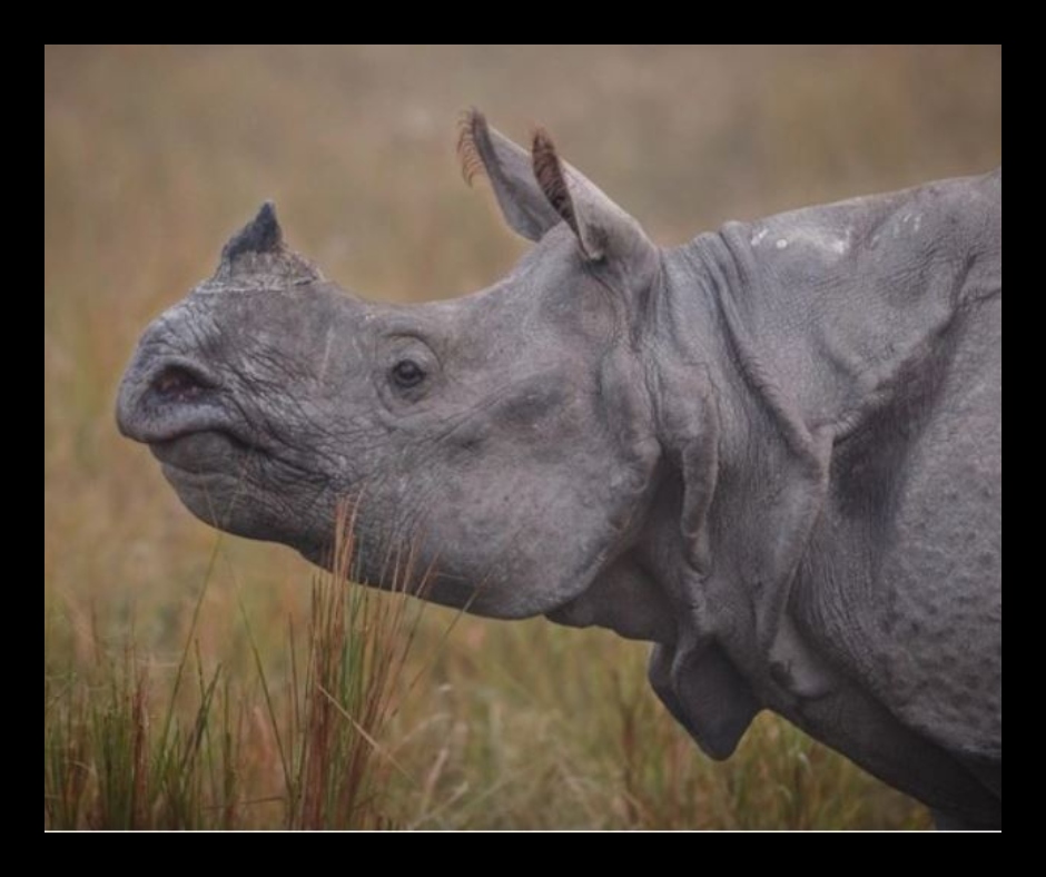 World Rhino Day 2021 History Significance And Quotes To Share On