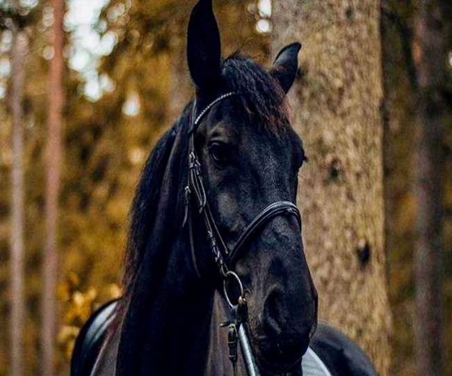 Punjab man buys rare black horse for Rs 23 lakh; left in shock after horse  reveals 'true colour'