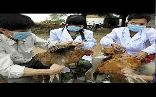 Jagran Explainer: China logs 1st human case of H3N8 bird flu; what is it..