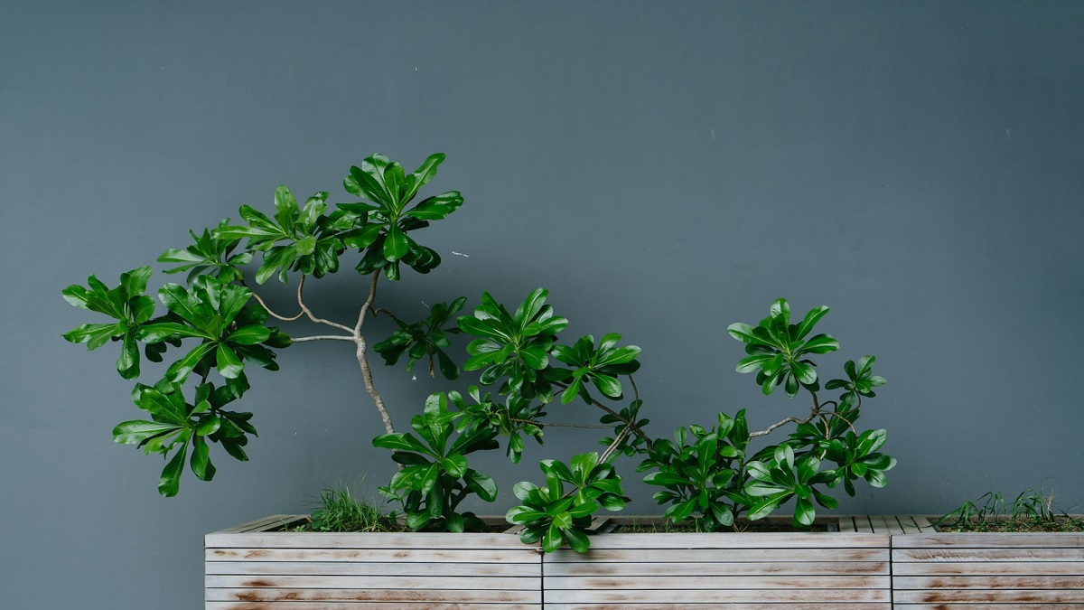 Bring Home The Best Indoor Plants To Bring Lushness And Beauty To Your Place