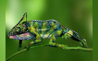 Optical Illusion: Can You Spot Human Faces In This Picture Of Chameleon?